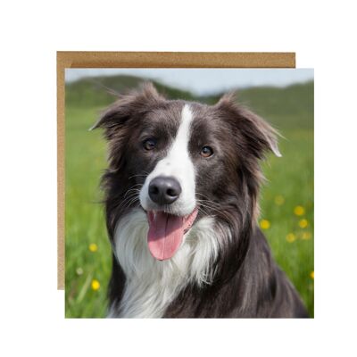 happy Border Collie greeting card