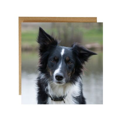Traditional Black and white Border collie greeting card