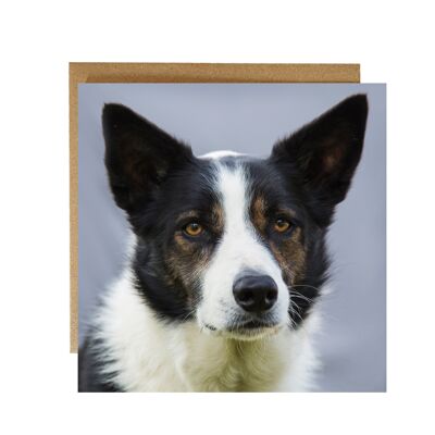 Have you seen my toy, border collie greeting card