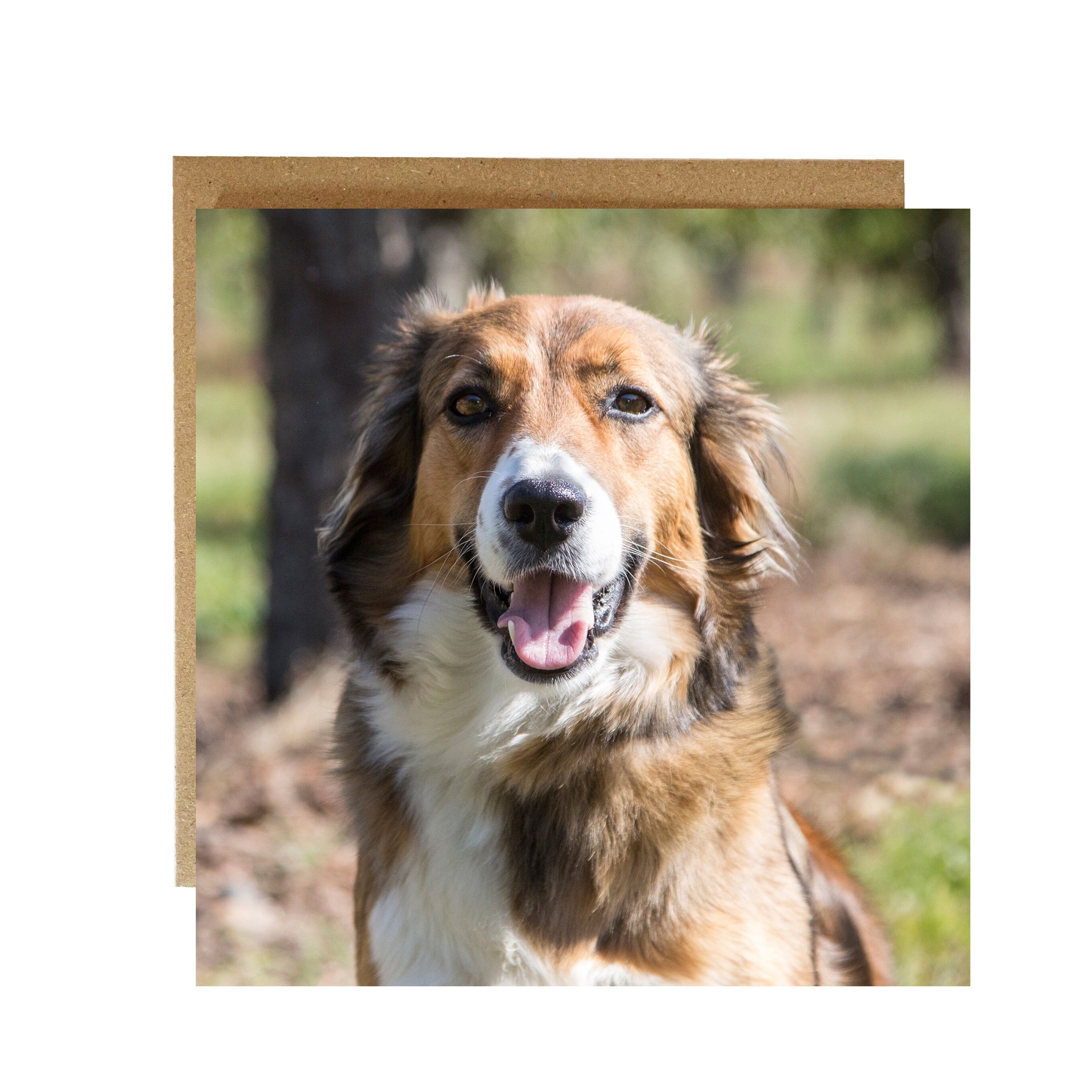 Biglietto di auguri mocha collie molto carino