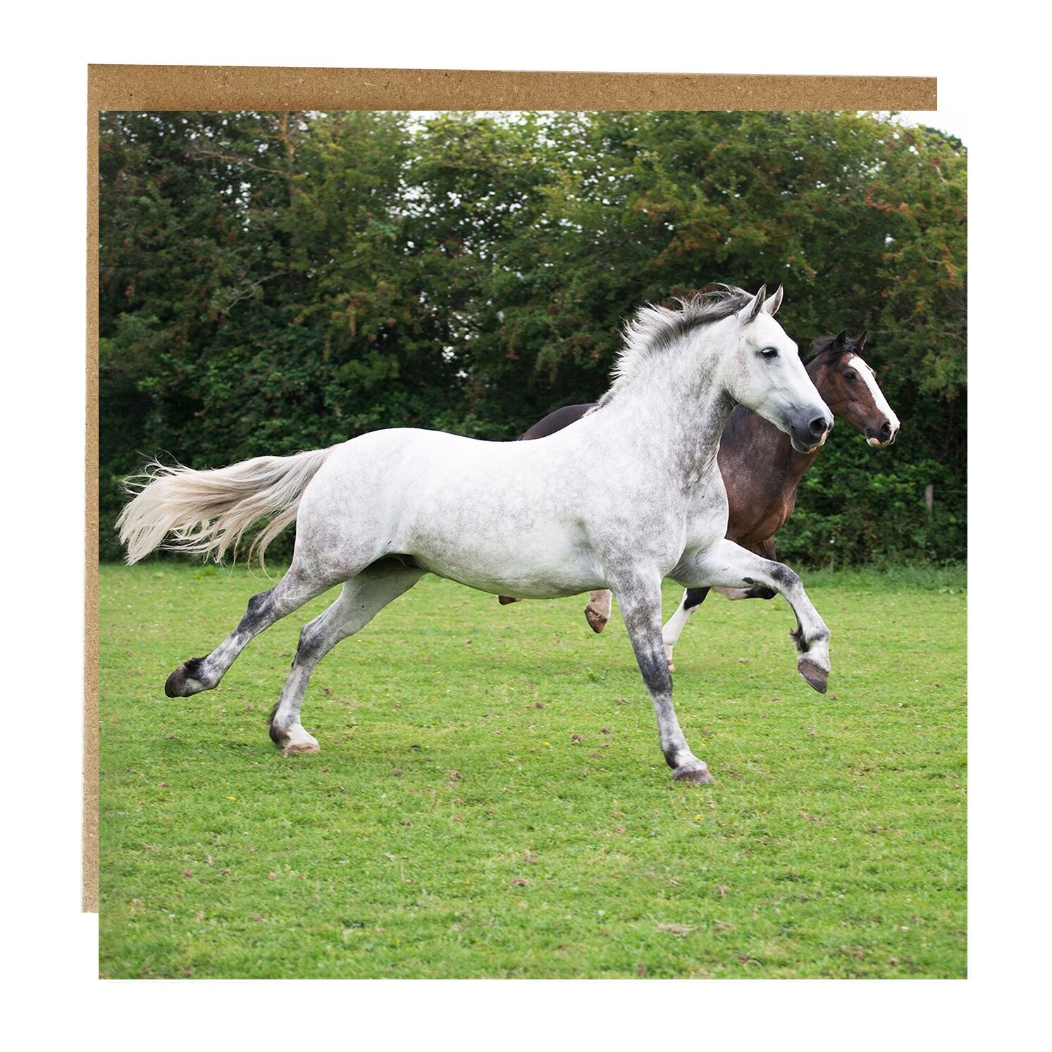 Cartolina d'auguri in corsa con gli amici cavallo