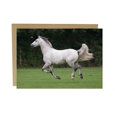 Horse prancing round a field having fun Greeting card