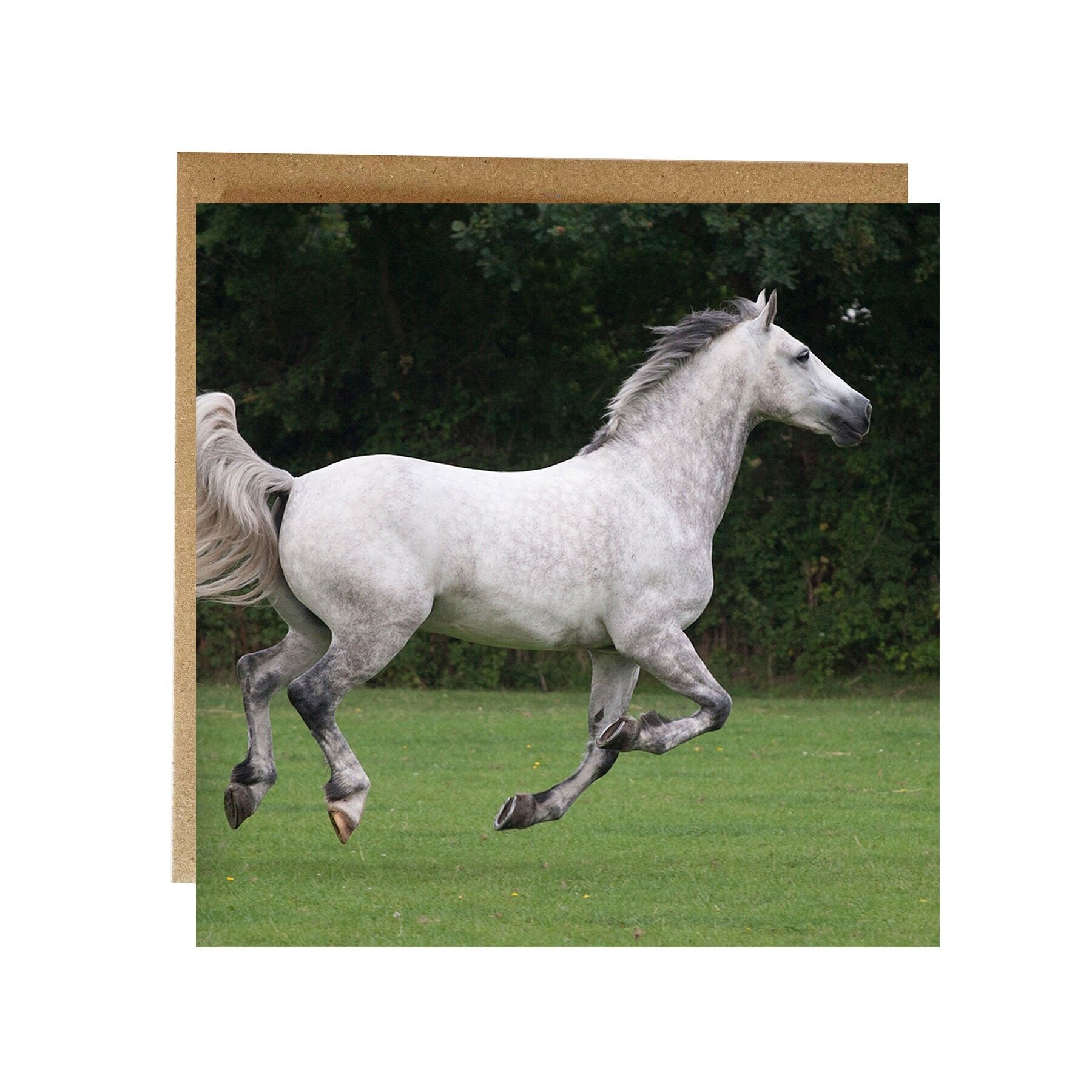 Horse prancing round a field having fun Greeting card