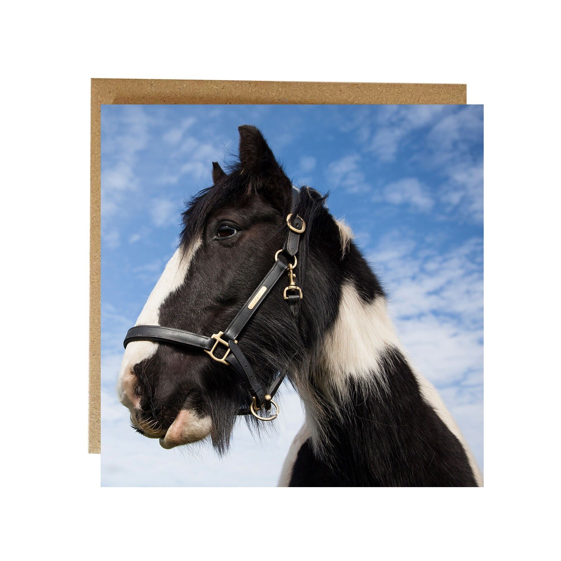 Enjoying the sun horse against blue sky greeting card