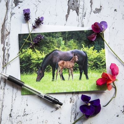 mother and foal greeting card