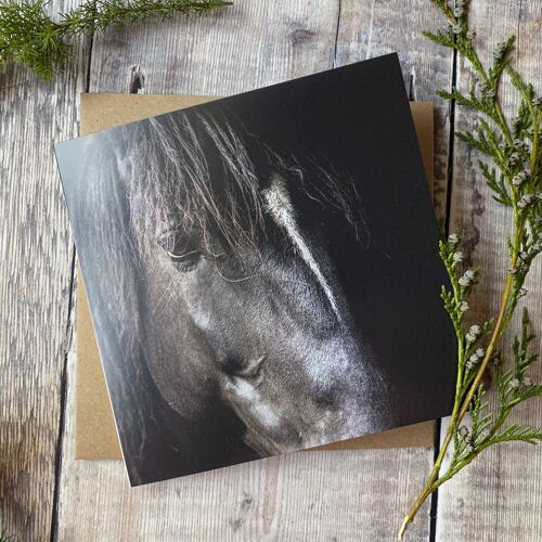 calm - close up of horses face greeting card