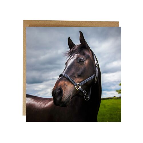 Handsome lad, horse Greeting Card