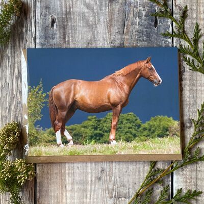 Shiniest Coat - horse Greeting Card