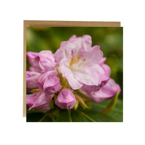 Pink Rhododendron Greeting Card