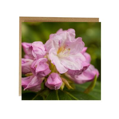 Carte de vœux Rhododendron rose