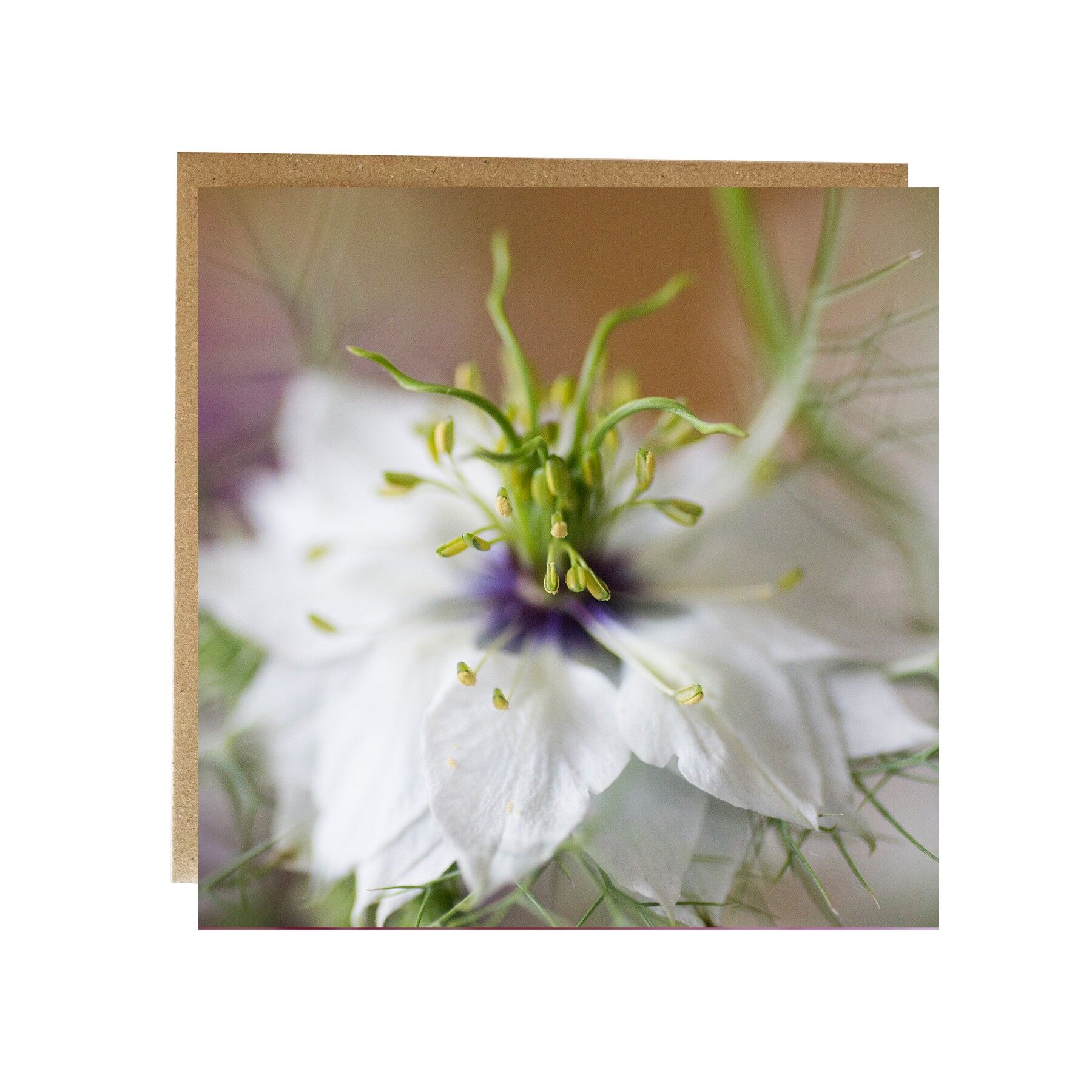 Miss Jekyll Blumengrußkarte