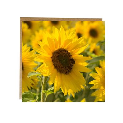 Sonnenblume - Grußkarte