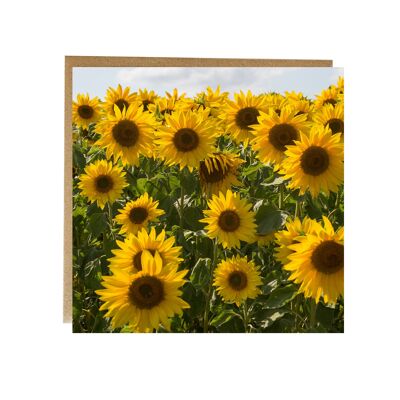 Feld voller Sonnenblumen Grußkarte