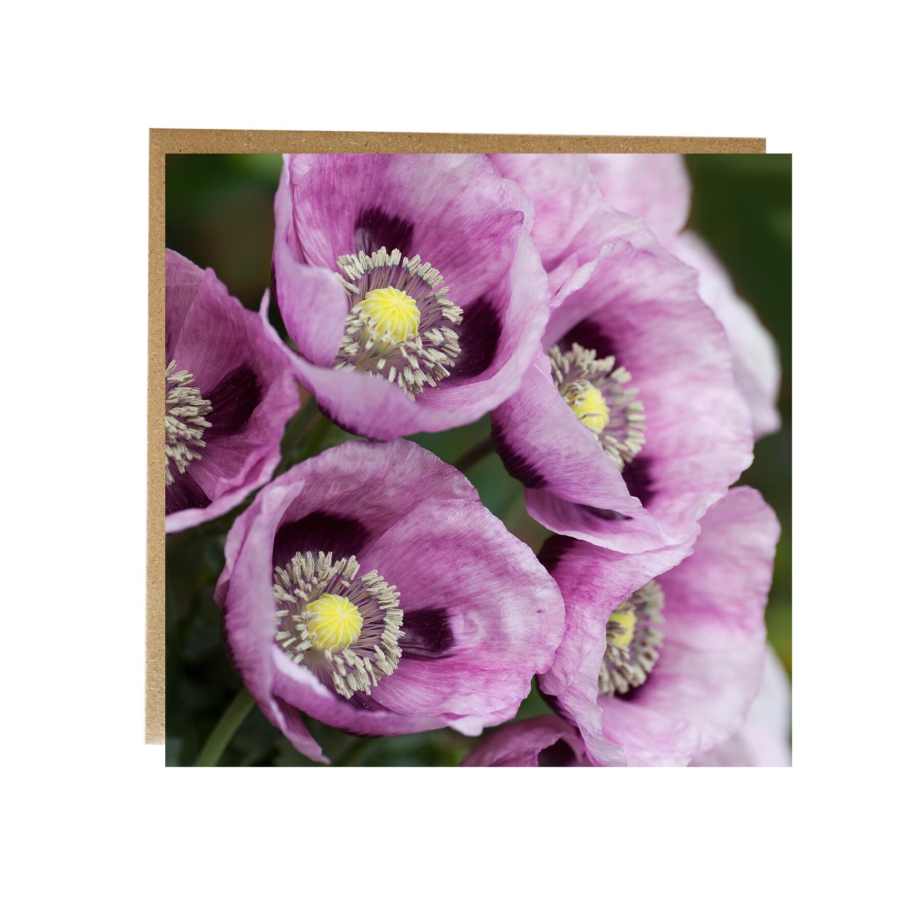 El delicado y el atrevido - amapolas tarjetas de felicitación