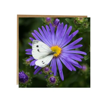 Papillon blanc de chou sur carte de voeux de fleur 2