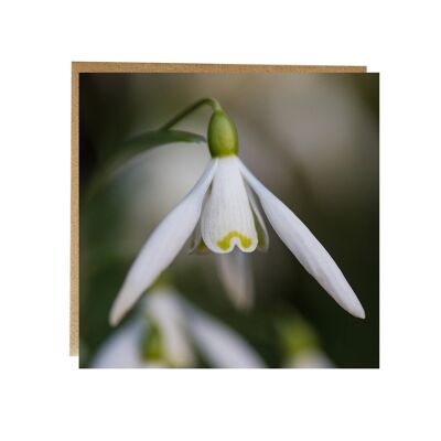 Brighter Days are on the way Snowdrop Greeting card