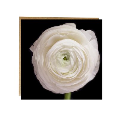 Tarjeta de felicitación Ranunculus blanco puro