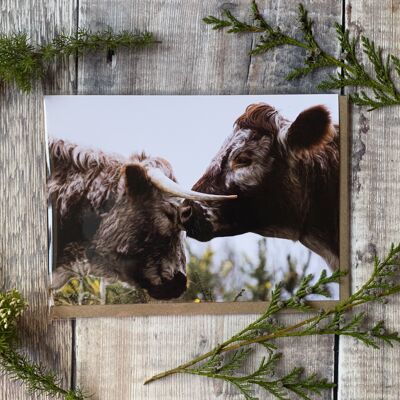 Amore e baci - Biglietto di auguri mucca British Longhorn