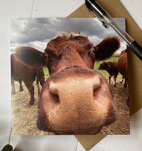 Morning - clos eup of cow face - greeting card