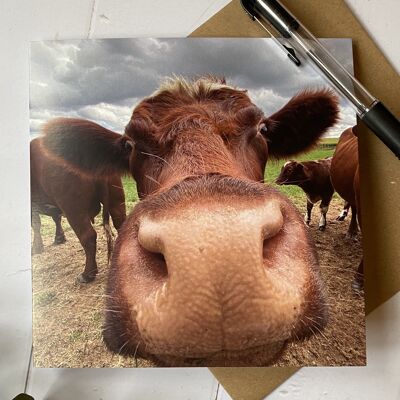 Morning - clos eup of cow face - greeting card