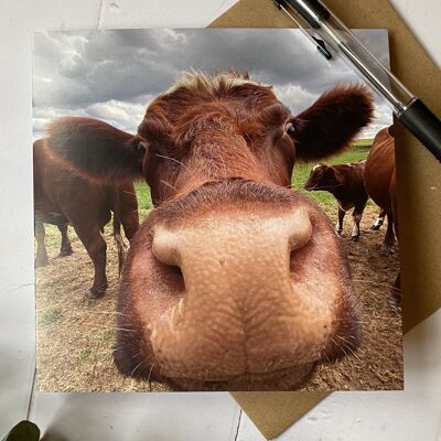 Morning - clos eup of cow face - tarjetas de felicitación