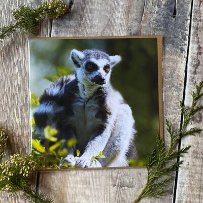 Ring Tailed Lemur Greeting Card