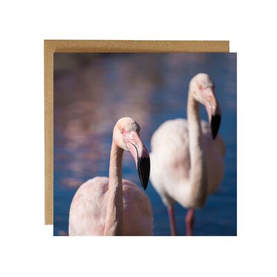 Flamingo, Grußkarte - es braucht zwei