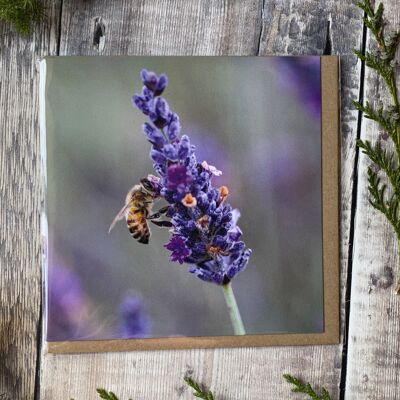 Show me the honey  - bee on lavender - Greeting card