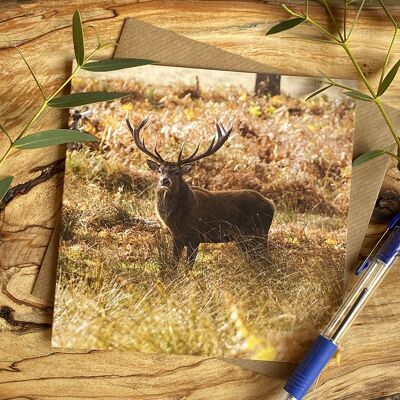 Glorious stag in the rutting season greeting card