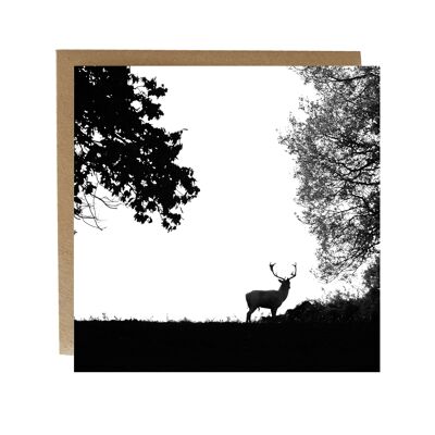 black and white lone stag in woodland greeting card