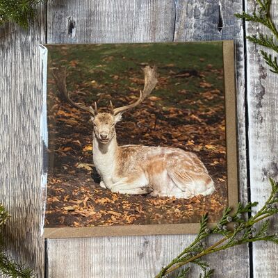 Resting in the sun - Deer Greeting Card