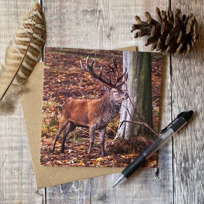 Itchy nose Stag greeting card