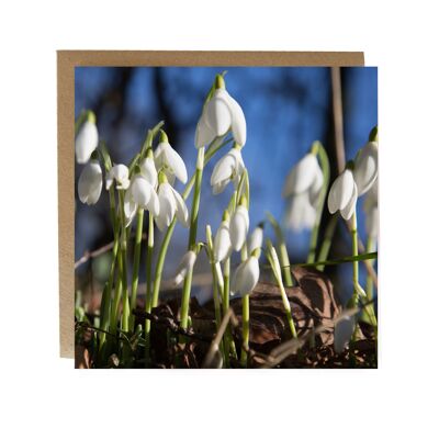 snow drops and blue skies Greeting Card