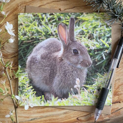 Skomer Rabbit Greeting Card