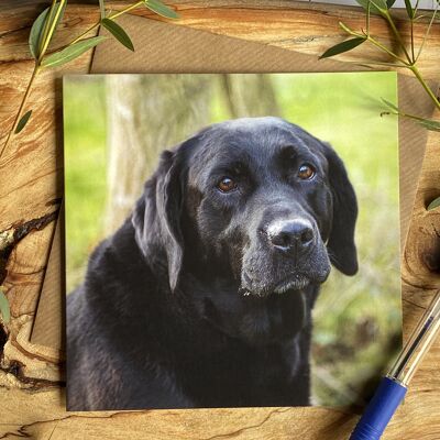 Watching the world go by, old black lab greeting card