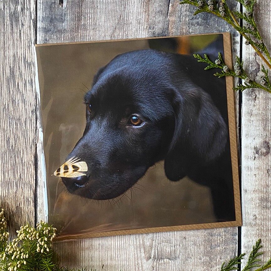 No i haven't seen a Pheasant - black lab greeting card
