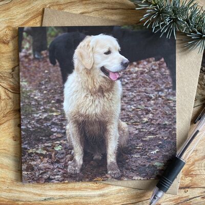 I haven't seen any mud - Golden retriever Greeting card
