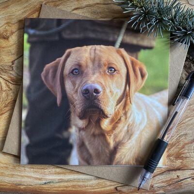 Tarjeta Fox Red Labrador