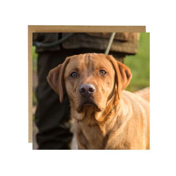 Carte Fox Red Labrador 2