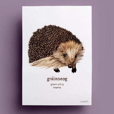 Gráinneog | Hedgehog