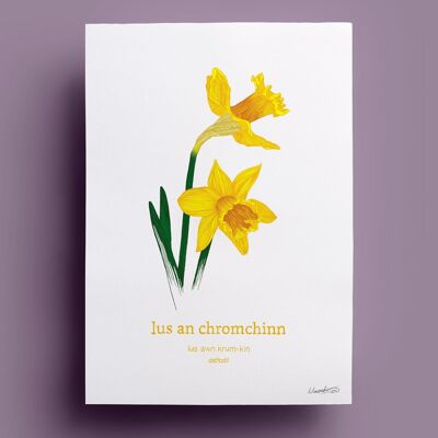 Lus an Chromchinn | Narciso