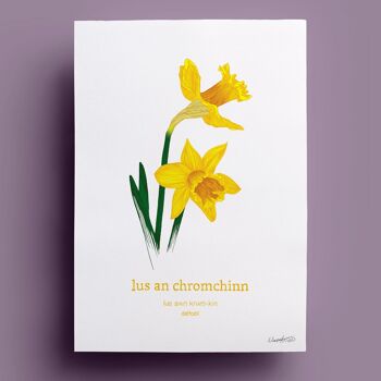 Lus an Chromchinn | Jonquille 1