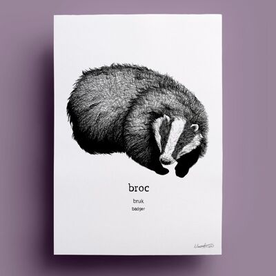 Broc | Badger