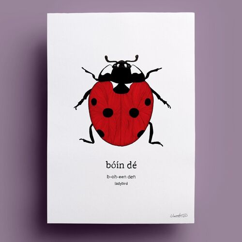 Bóín Dé | Ladybird / Ladybug