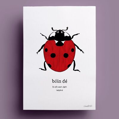 Boin De | Coccinella / Coccinella