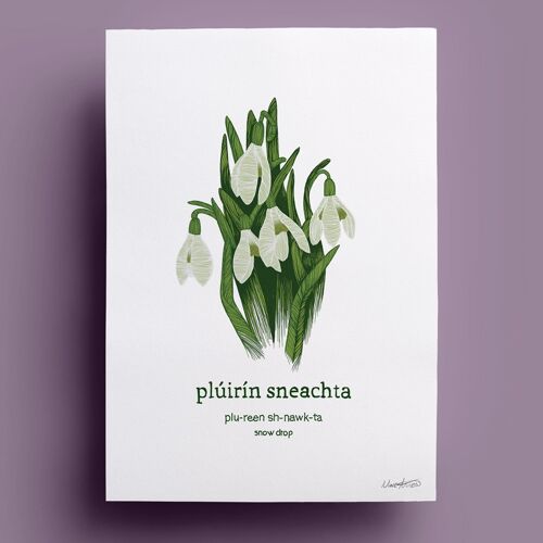 Plúirín Sneachta | Snowdrop