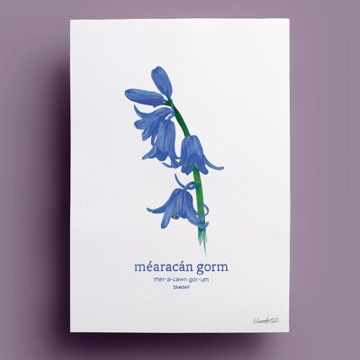 Méaracán Gorm | Campanilla