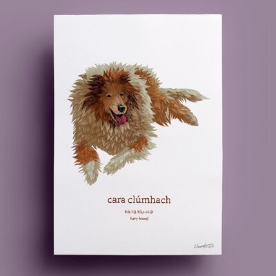 Cara Clúmhach | Ami moelleux