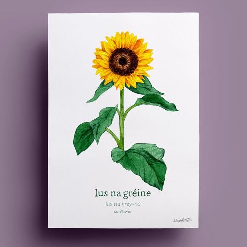 Lus na Gréine | Sunflower