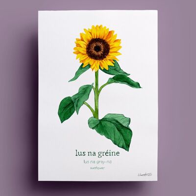 Lus na Greine | Tournesol